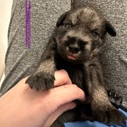Purple Collar Girl - Standard Schnauzer puppy from Beaucoup Standard Schnauzers