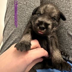 Purple Collar Girl - Standard Schnauzer puppy from Beaucoup Standard Schnauzers