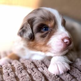 Binx - Red merle male Australian Shepherd puppy in Oakridge, Oregon from Middle Fork Australian Shepherds
