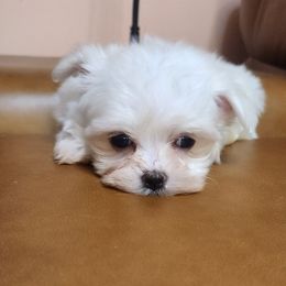 Cotton - White male Maltese puppy in Eastpointe, Michigan from TLC Kennels TenderLittleCuties