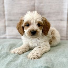 Sky - Blenheim male Cavapoo puppy in Lewiston, Utah from Mountain View Doodles