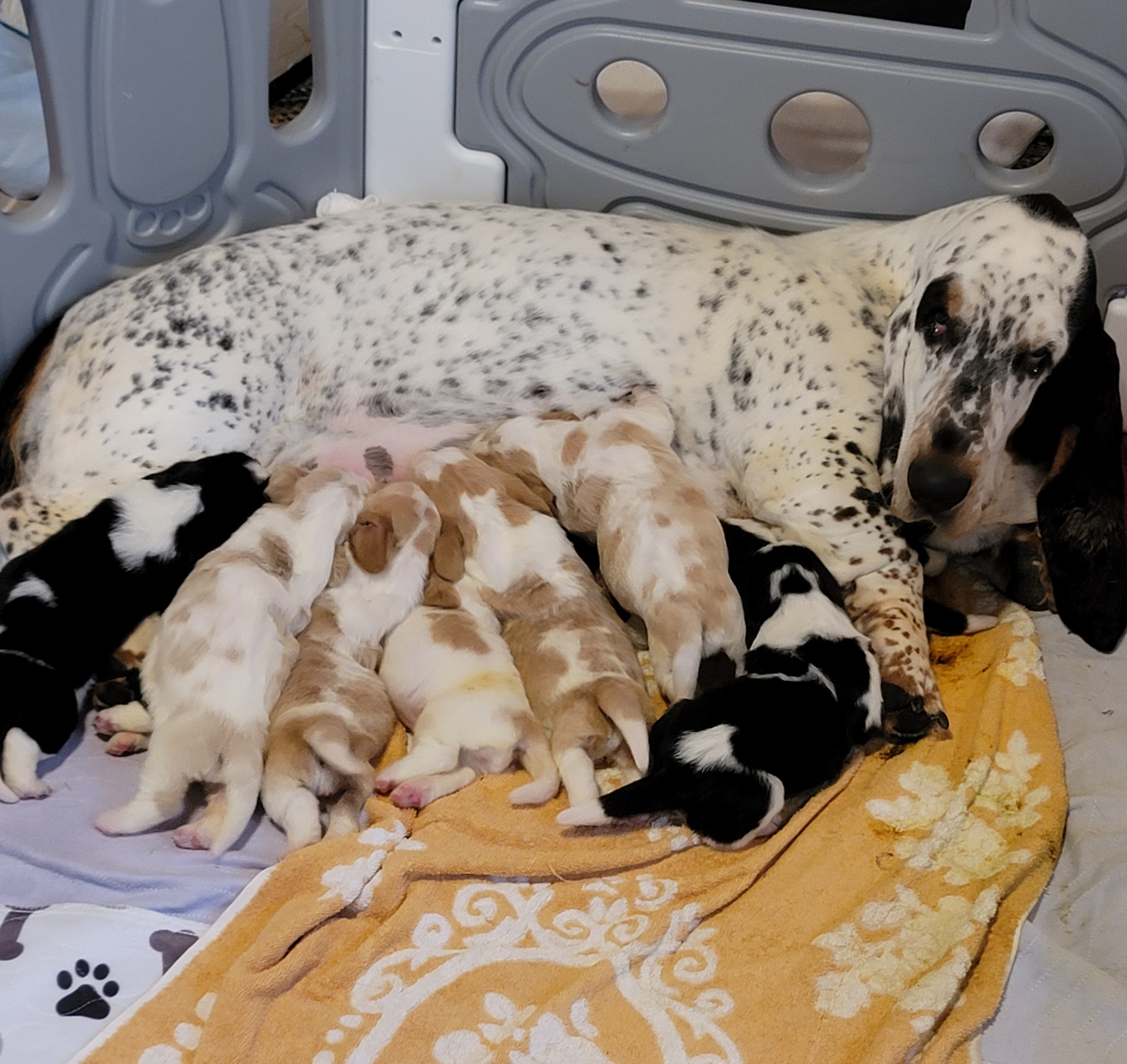 Basset Hound Puppies from Double Branch Basset Hounds