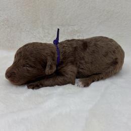 Minnie - Merle female Goldendoodle puppy in Casselberry, Florida from My Little Doodle