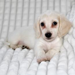 Ozzy - Cream male Dachshund puppy in Fairfax, Iowa from Grayson’s Lovable Dachshunds
