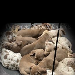 Great Dane Puppies from Allen’s Ridge Ranch