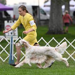 PAX - English Setter