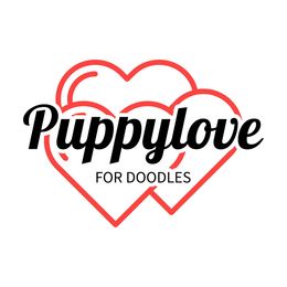 Cavapoo puppies from Puppylove for Doodles