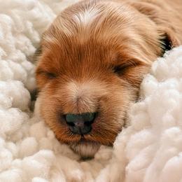 Lewis - Red  male Goldendoodle puppy in Meridian, Idaho from Table Rock Legacy Doodles