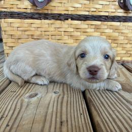Mallow - Cream male Dachshund puppy in Dobson, North Carolina from Oakleys Dachshund Haven