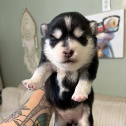 Nova - Black and white female Pomsky puppy in Valparaiso, Indiana from Valparaiso Pomskys