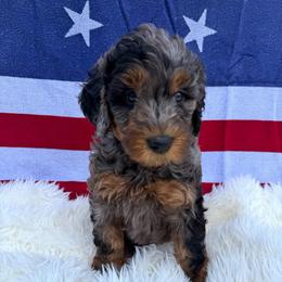 Gunter - Merle male Goldendoodle puppy in Spokane, Washington from Goldendoodles on the Prairie