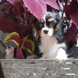 Pongo - Tri-color male Cavalier King Charles Spaniel puppy in Lula, Georgia from Cavaliers by Crumley