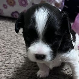 Companion Crosses from Monesia's Puppies