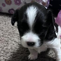 Companion Crosses from Monesia's Puppies