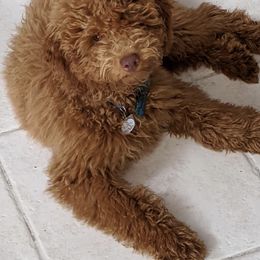 Goldendoodle Puppies from Yuppy Puppy Goldendoodles
