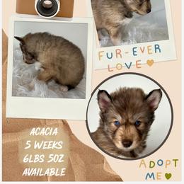 Acacia - Red and white female Siberian Husky puppy in Florence, Kentucky from Moonlight Howl Huskies