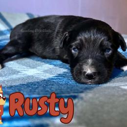 Rusty - Black tri male Miniature American Shepherd puppy in Millington, Tennessee from Goading Glee Glade