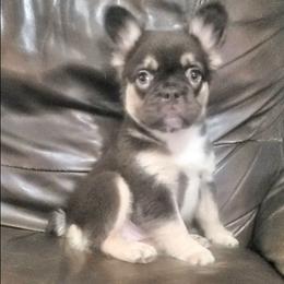Lizzy - Tricolors female French Bulldog puppy in Stockton, Missouri from Willis Family Frenchies