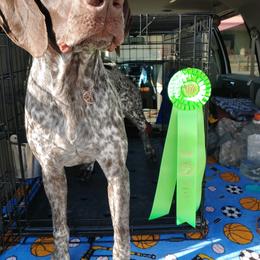 German Shorthaired Pointer All Grown Up from Majestik Kennels