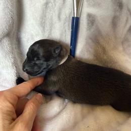 Grey - Red sable male Belgian Malinois puppy in Highland City, Florida from VonSal Kennels