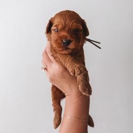 Oak (Silver) - Red  male Goldendoodle puppy in Beaverton, Oregon from Henry Elliots