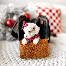 Jewel - Parti female Goldendoodle puppy in Springville, Utah from Happy Doodle