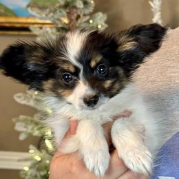 Taco - White black and tan male Papillon puppy in Boardman, Ohio from Taliaferro Kennel