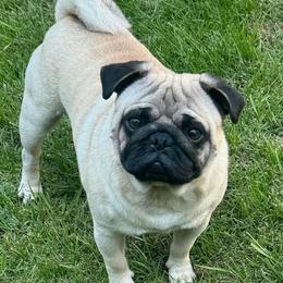 Dunky - Pug