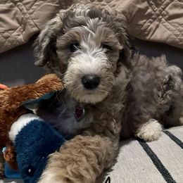 Tootsie - Blue merle and white Sheepadoodle puppy in Austin, Texas from Darling Doodles