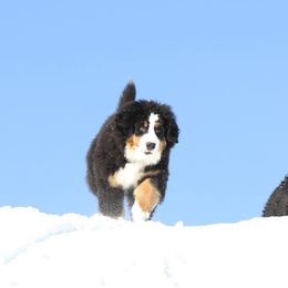 Bernese Mountain Dog Puppies from Garvin Shepherd Mountain Farms