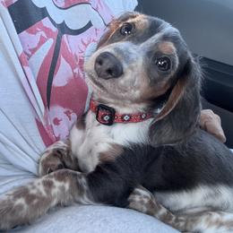 Dachshund All Grown Up from CBR Mini Dachshunds