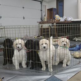 Poodle Puppies from TNT Poodles