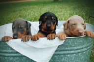 A blue, a red, and a fawn Doberman puppy sit in a basket