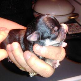 Chihuahua Puppies from Chilove Chihuahuas