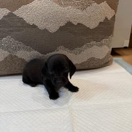 Black panther - Black male Dachshund puppy in Atwater, California from Dachshunds of cali