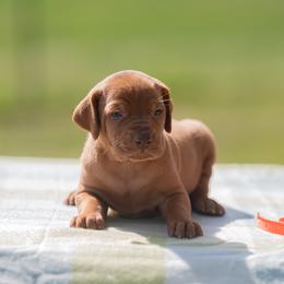 German Shorthaired Pointer and Vizsla Puppies from Nosam Kennels- Hungarian Vizslas, and German Shorthairs Located in Kentucky