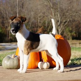 Smooth Fox Terrier and Whippet Puppies from Mardel Robeson