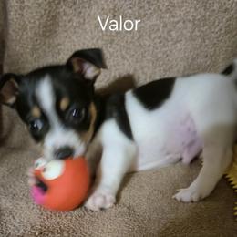 Valor - White and black male Teddy Roosevelt Terrier puppy in Murray, Kentucky from Froschwald German Shepherds and Xanadu Teddy Roosevelt Terriers