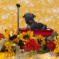 Mullet - Black and tan male American Hairless Terrier puppy in Westland, Michigan from Lazuli Great Danes & Bare Necessities American Hairless Terriers