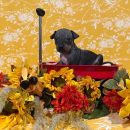 Mullet - Black and tan male American Hairless Terrier puppy in Westland, Michigan from Lazuli Great Danes & Bare Necessities American Hairless Terriers