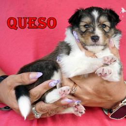 Queso - Mahogany sable boy - Sable and white male Shetland Sheepdog puppy in Frazeysburg, Ohio from Mountain High Kennels