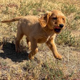 Hunter - Golden male Golden Retriever puppy in Wellington, Colorado from High Country Golden Retrievers