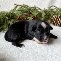 Spruce - Black tri male Miniature American Shepherd puppy in Idaho Falls, Idaho from Sugartop Minis