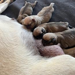 Boy 3 - Silver male Pug puppy in Chino Valley, Arizona from Blecker Kennel