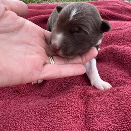 Kate - Red female Border Collie puppy in Comanche, Texas from Circle R Sidney