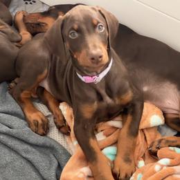 Light Purple Collar female - Red and rust female Doberman Pinscher puppy in Madison, Indiana from Jensen Dobermans and Dachshunds