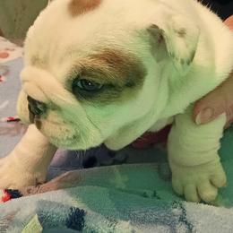 Rollie - White male Bulldog puppy in Salem, Illinois from Itsabulldogthing