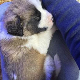 Duke jr red - Mahogany and white male Saint Bernard puppy in Auburn, Washington from Sara’s Saint Bernards