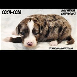 Coca-Cola - Blue merle male Sheepadoodle puppy in Roseburg, Oregon from Lookingglass Doodles