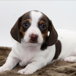 Male 1 - Chocolate and tan male Dachshund puppy in Childress, Texas from Taylor Farms